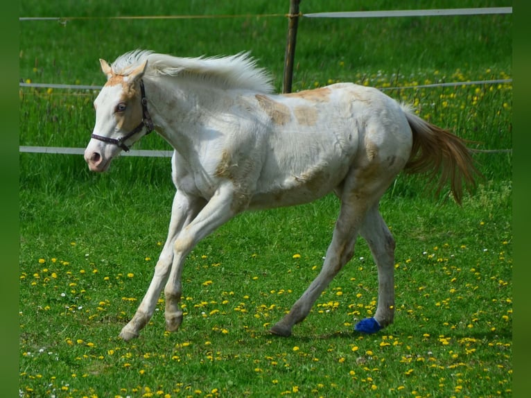 Paint Horse Giumenta 2 Anni 155 cm Champagne in Buchbach