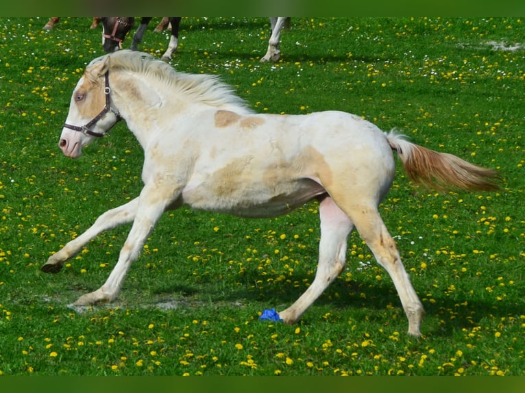 Paint Horse Giumenta 2 Anni 155 cm Champagne in Buchbach