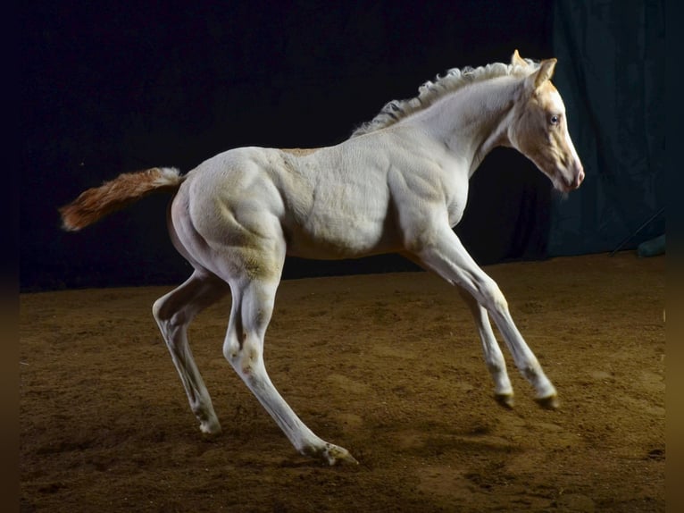 Paint Horse Giumenta 2 Anni 155 cm Champagne in Buchbach