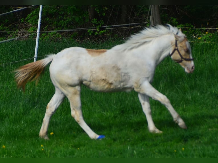 Paint Horse Giumenta 2 Anni 155 cm Champagne in Buchbach