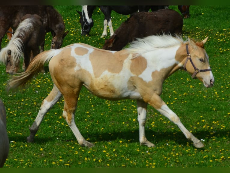 Paint Horse Giumenta 2 Anni 155 cm Pezzato in Buchbach