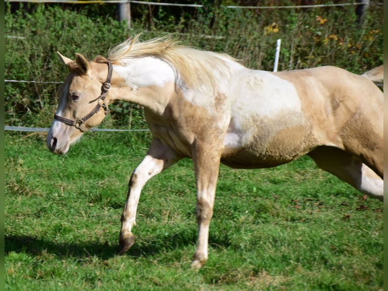 Paint Horse Giumenta 2 Anni 155 cm Pezzato in Buchbach