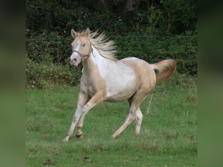 Paint Horse Giumenta 2 Anni 155 cm Pezzato in Buchbach