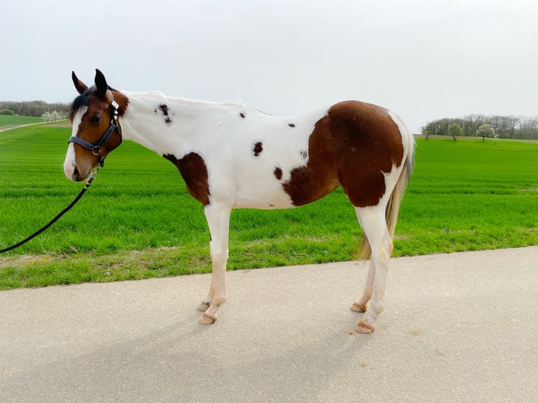 Paint Horse Giumenta 2 Anni 155 cm Pezzato in Schrozberg
