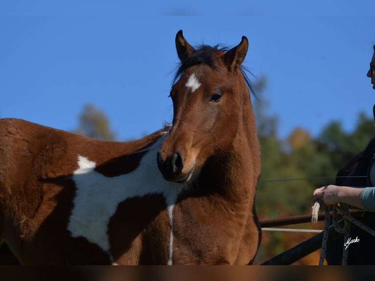 Paint Horse Giumenta 2 Anni 155 cm Tobiano-tutti i colori in Dolní Hbity