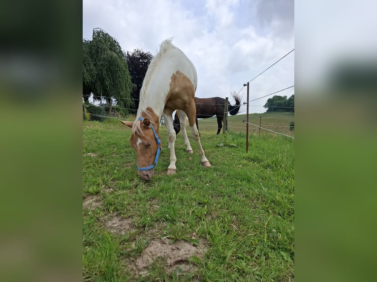 Paint Horse Mix Giumenta 2 Anni 156 cm Champagne in Melle