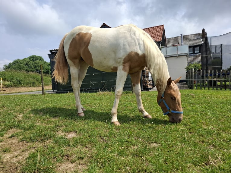 Paint Horse Mix Giumenta 2 Anni 156 cm Champagne in Melle