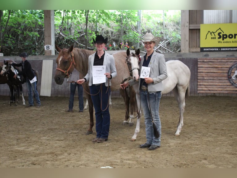 Paint Horse Giumenta 2 Anni 158 cm Overo-tutti i colori in Haldenwang