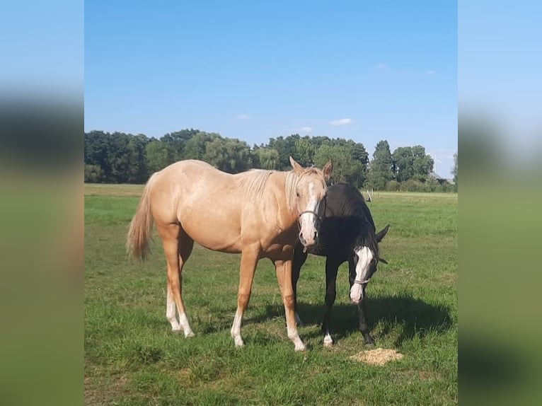 Paint Horse Giumenta 2 Anni Palomino in Artern