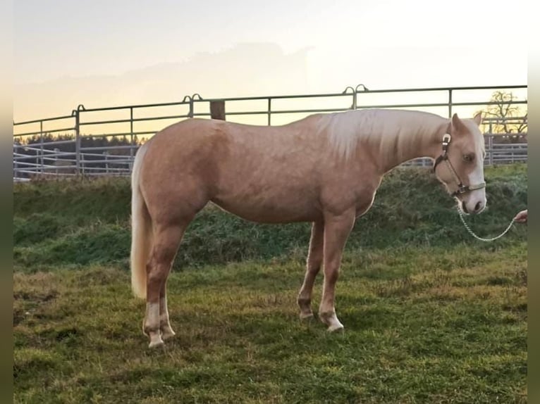 Paint Horse Giumenta 2 Anni Palomino in Rottweil