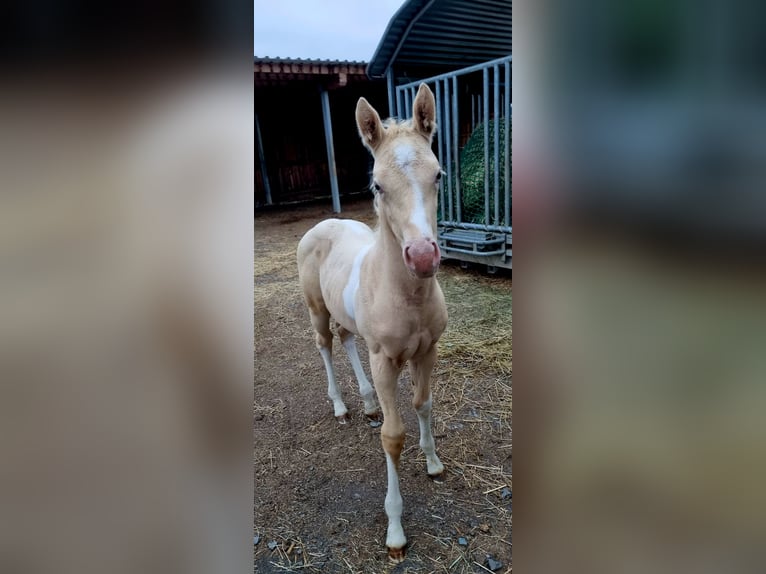 Paint Horse Giumenta 2 Anni Pezzato in Oelsnitz