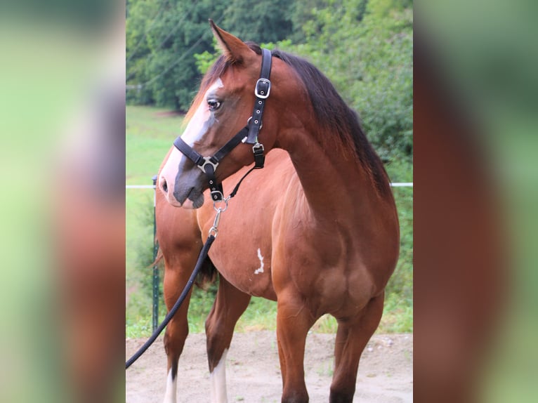 Paint Horse Giumenta 2 Anni Pezzato in Haigerloch