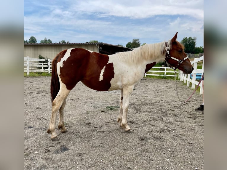 Paint Horse Giumenta 2 Anni Tobiano-tutti i colori in Rheinfelden