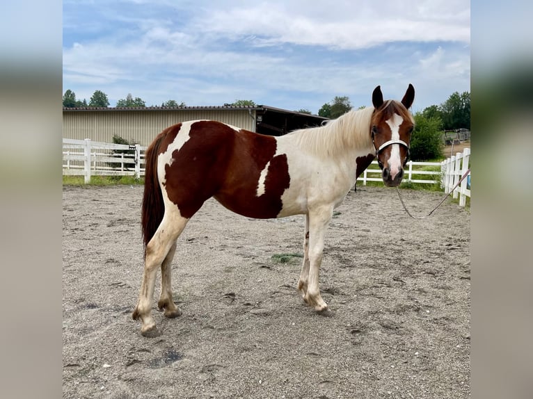 Paint Horse Giumenta 2 Anni Tobiano-tutti i colori in Rheinfelden