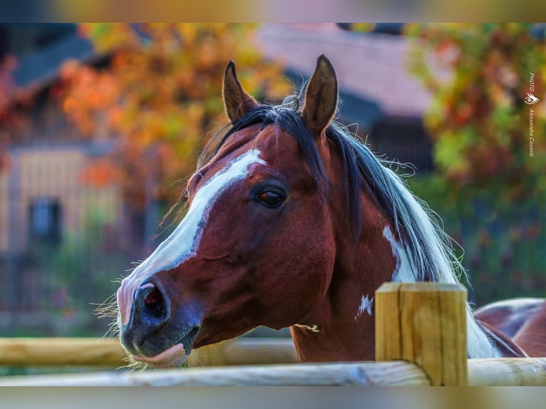 Paint Horse Giumenta 3 Anni 143 cm Pezzato in Boccaleone