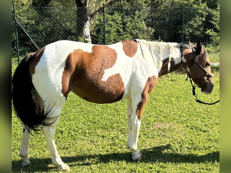 Paint Horse Giumenta 3 Anni 143 cm Pezzato in Boccaleone