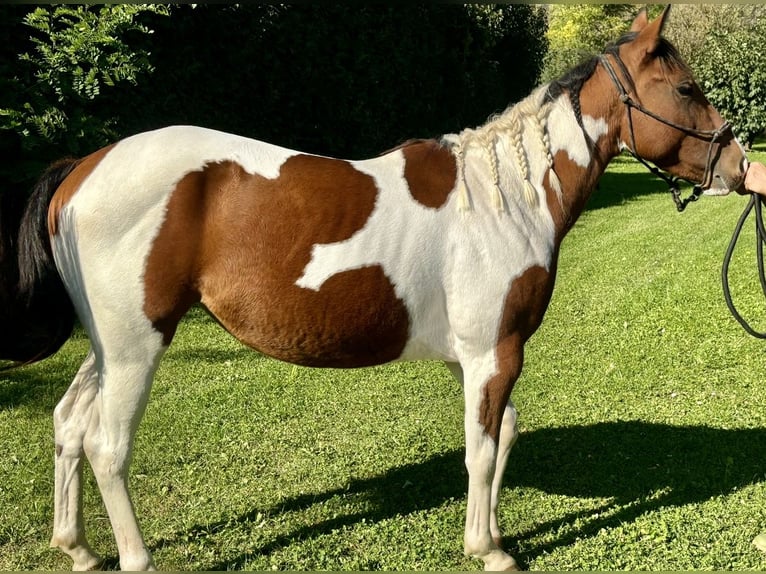 Paint Horse Giumenta 3 Anni 143 cm Pezzato in Boccaleone