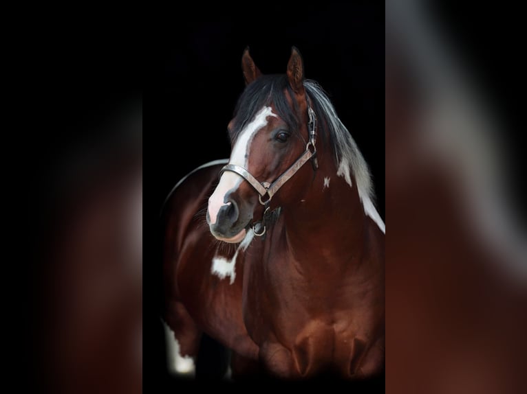 Paint Horse Giumenta 3 Anni 143 cm Pezzato in Boccaleone