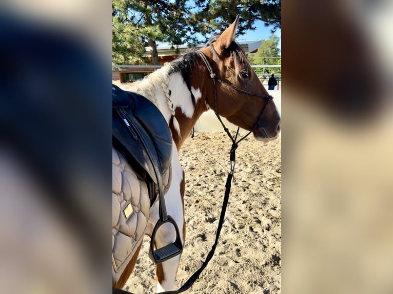 Paint Horse Giumenta 3 Anni 143 cm Pezzato in Boccaleone