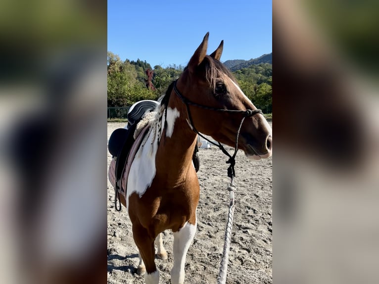Paint Horse Giumenta 3 Anni 143 cm Pezzato in Boccaleone