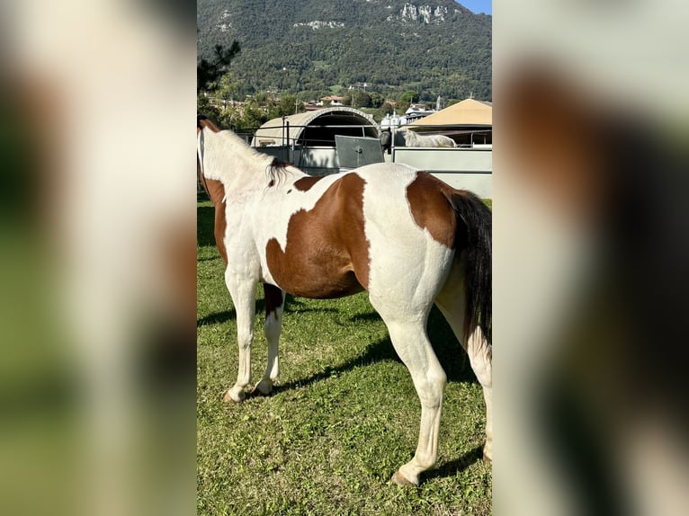Paint Horse Giumenta 3 Anni 143 cm Pezzato in Boccaleone