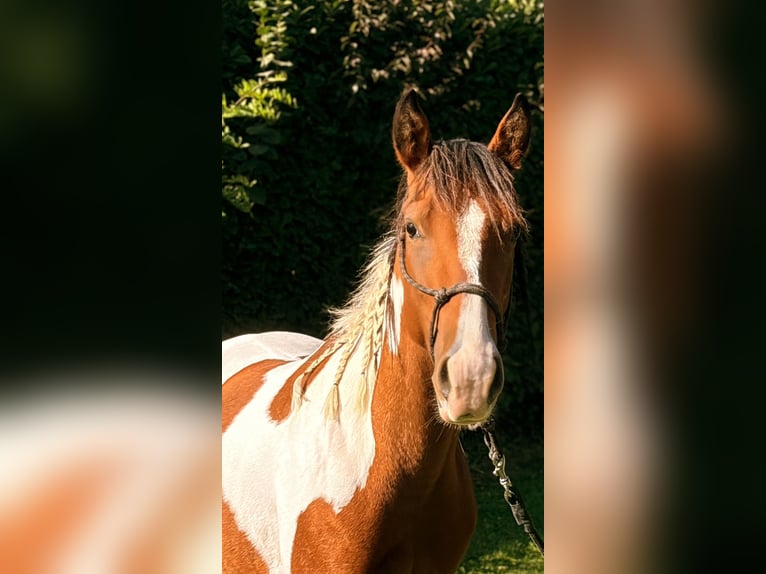 Paint Horse Giumenta 3 Anni 143 cm Pezzato in Boccaleone