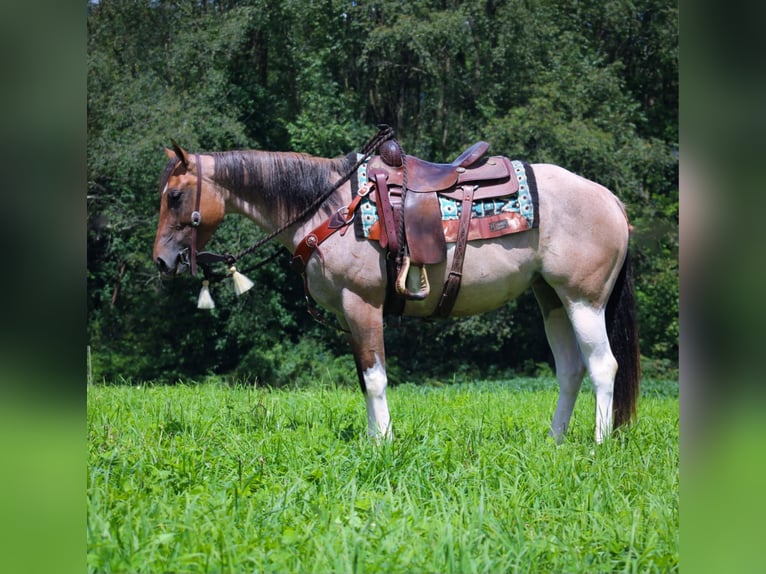 Paint Horse Mix Giumenta 3 Anni 147 cm Pezzato in Rebersburg