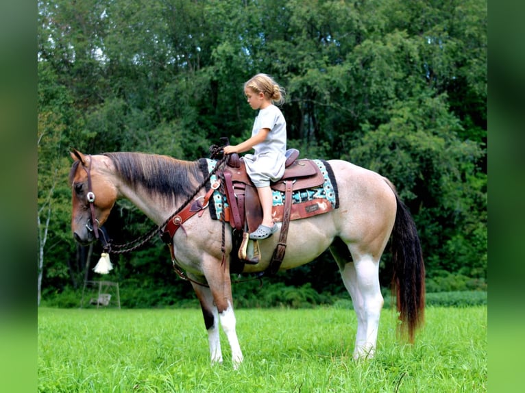 Paint Horse Mix Giumenta 3 Anni 147 cm Pezzato in Rebersburg