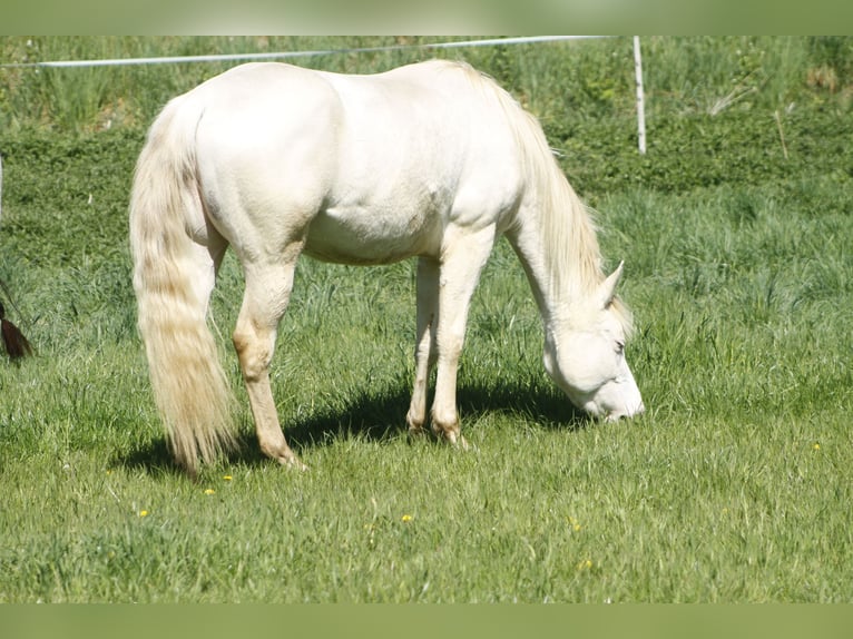 Paint Horse Giumenta 3 Anni 148 cm Perlino in Warburg