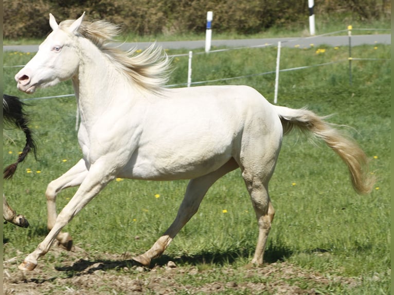 Paint Horse Giumenta 3 Anni 148 cm Perlino in Warburg