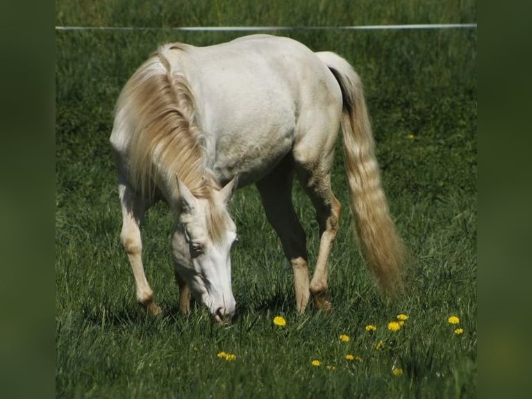 Paint Horse Giumenta 3 Anni 148 cm Perlino in Warburg
