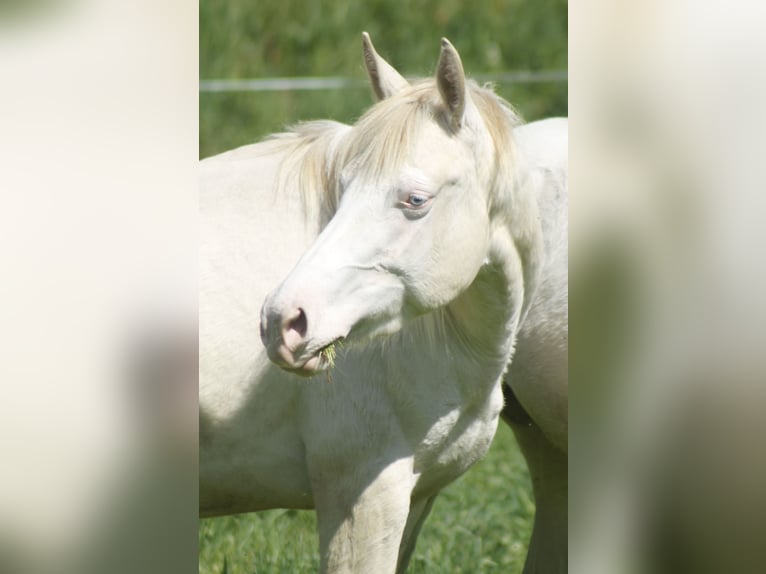 Paint Horse Giumenta 3 Anni 148 cm Perlino in Warburg
