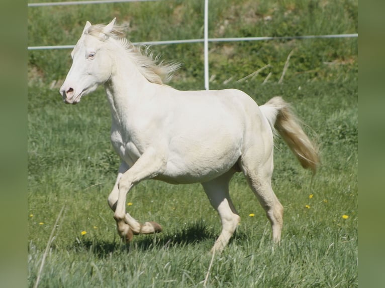 Paint Horse Giumenta 3 Anni 148 cm Perlino in Warburg