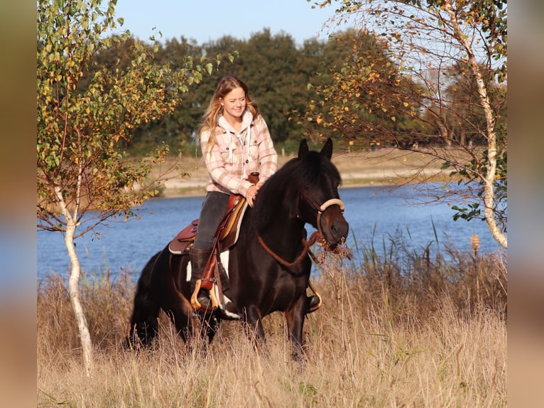 Paint Horse Mix Giumenta 3 Anni 149 cm in Oberhausen