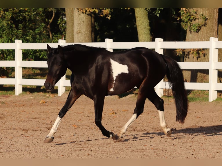 Paint Horse Mix Giumenta 3 Anni 149 cm in Oberhausen