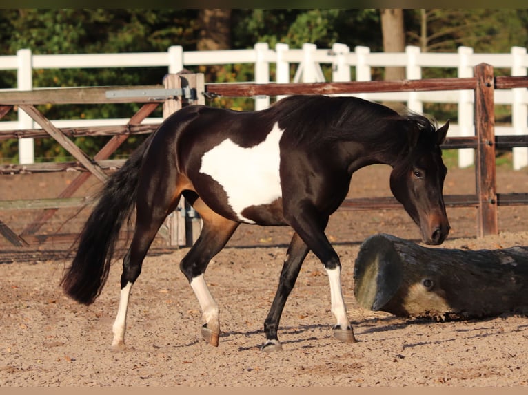 Paint Horse Mix Giumenta 3 Anni 149 cm in Oberhausen