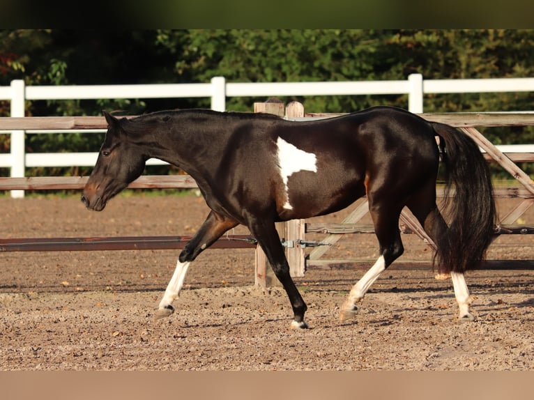 Paint Horse Mix Giumenta 3 Anni 149 cm in Oberhausen