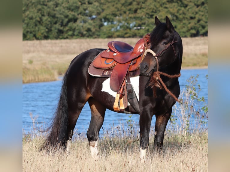 Paint Horse Mix Giumenta 3 Anni 149 cm in Oberhausen