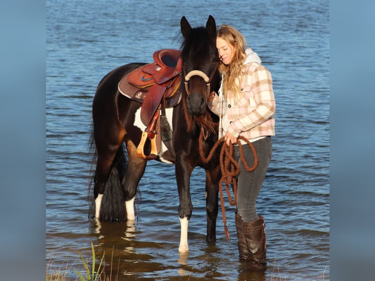 Paint Horse Mix Giumenta 3 Anni 149 cm in Oberhausen