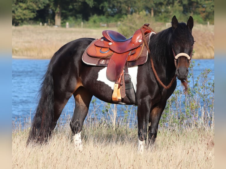 Paint Horse Mix Giumenta 3 Anni 149 cm in Oberhausen