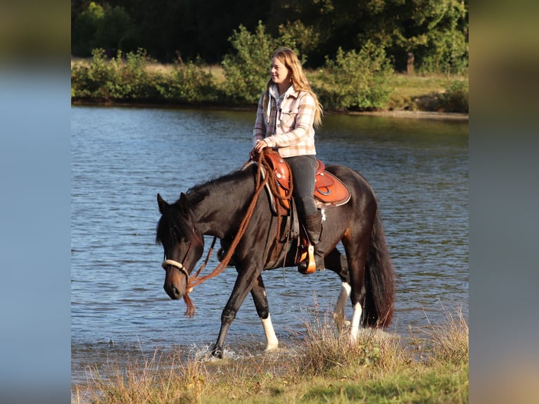 Paint Horse Mix Giumenta 3 Anni 149 cm in Oberhausen