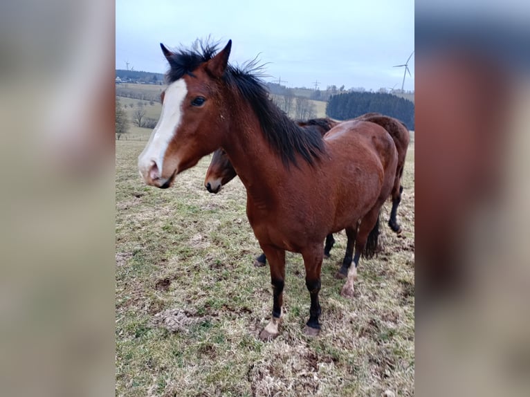 Paint Horse Giumenta 3 Anni 150 cm Baio scuro in Hellenthal