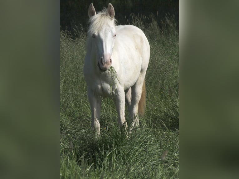 Paint Horse Giumenta 3 Anni 150 cm Perlino in Warburg