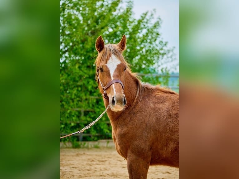 Paint Horse Giumenta 3 Anni 150 cm Sauro in Eggenthal