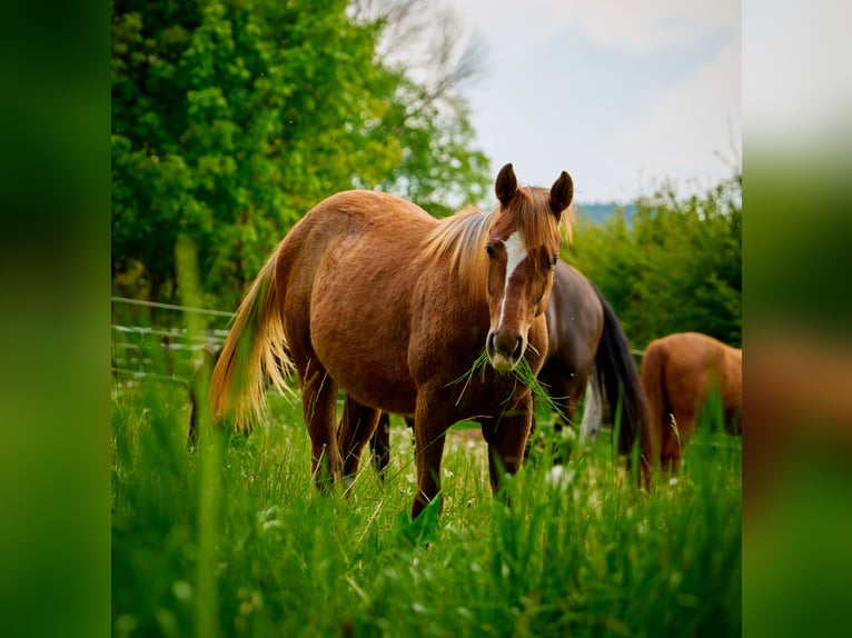 Paint Horse Giumenta 3 Anni 150 cm Sauro in Eggenthal