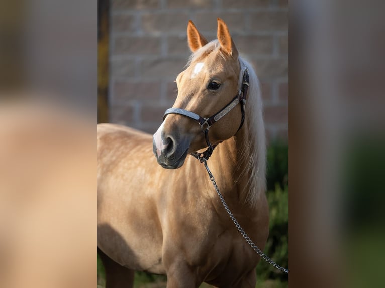 Paint Horse Giumenta 3 Anni 154 cm Palomino in Siena