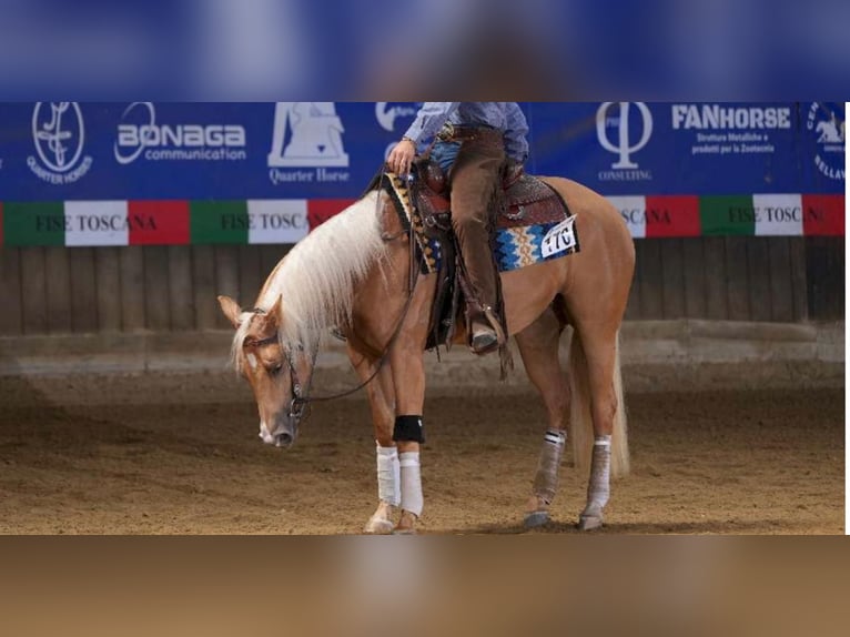 Paint Horse Giumenta 3 Anni 154 cm Palomino in Siena