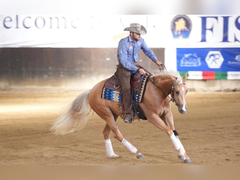 Paint Horse Giumenta 3 Anni 154 cm Palomino in Siena