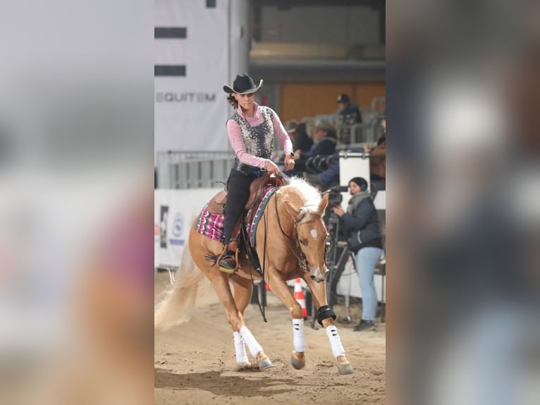 Paint Horse Giumenta 3 Anni 154 cm Palomino in Siena