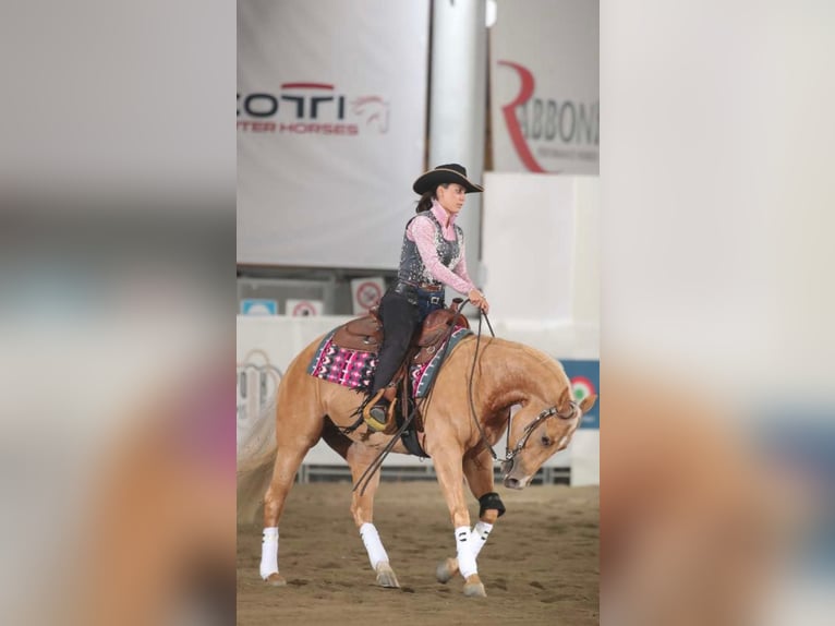 Paint Horse Giumenta 3 Anni 154 cm Palomino in Siena